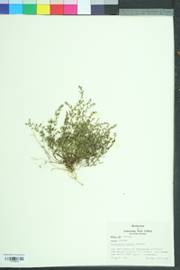 Scutellaria parvula image