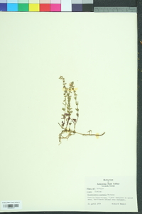 Scutellaria parvula image