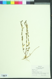 Scutellaria parvula image