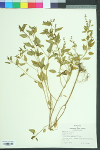 Scutellaria parvula image