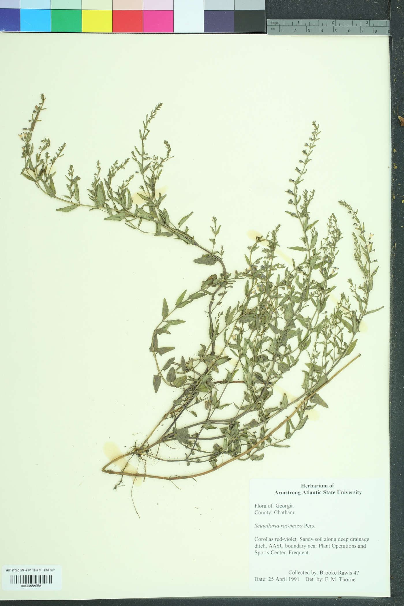 Scutellaria racemosa image