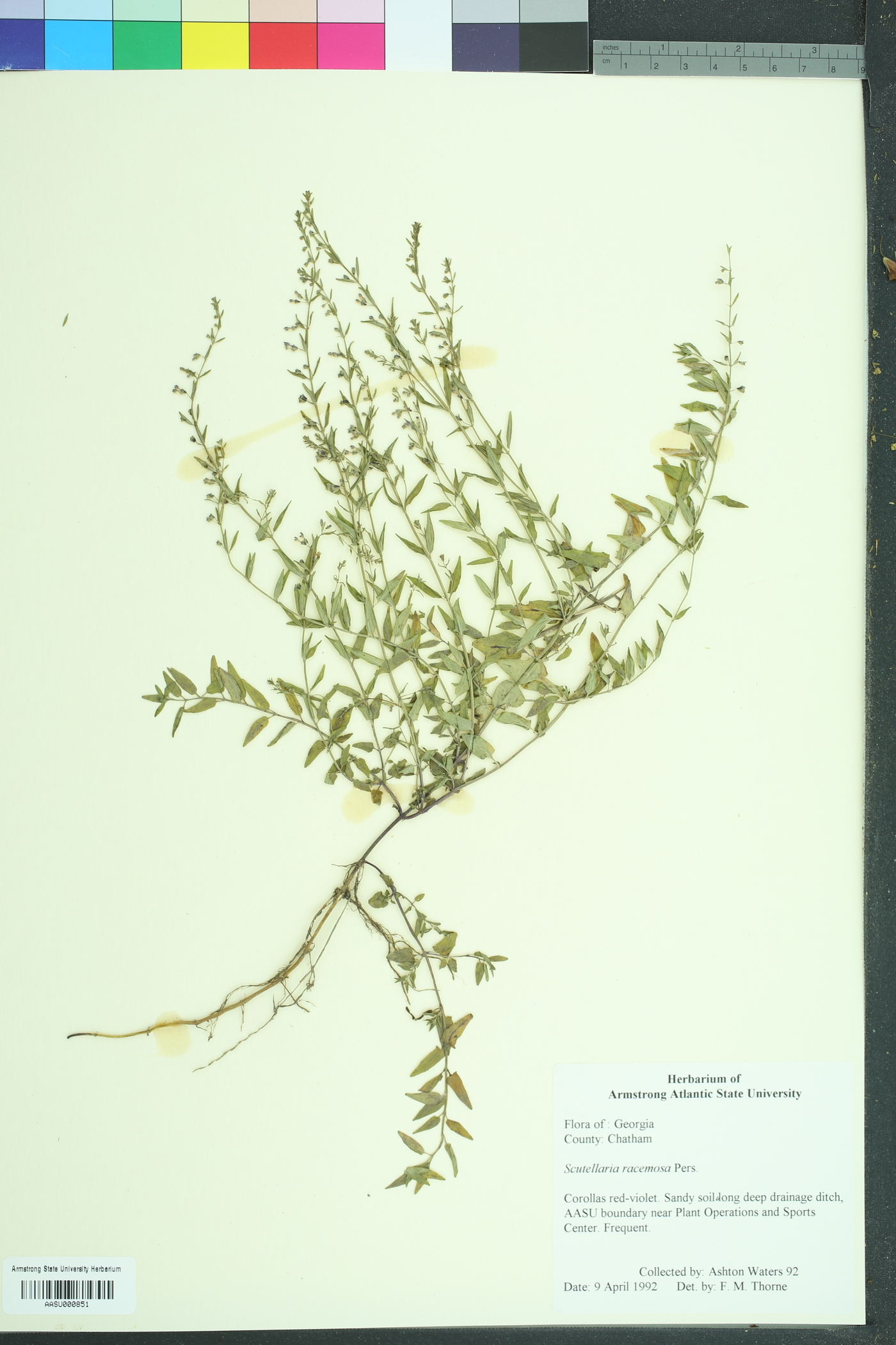Scutellaria racemosa image