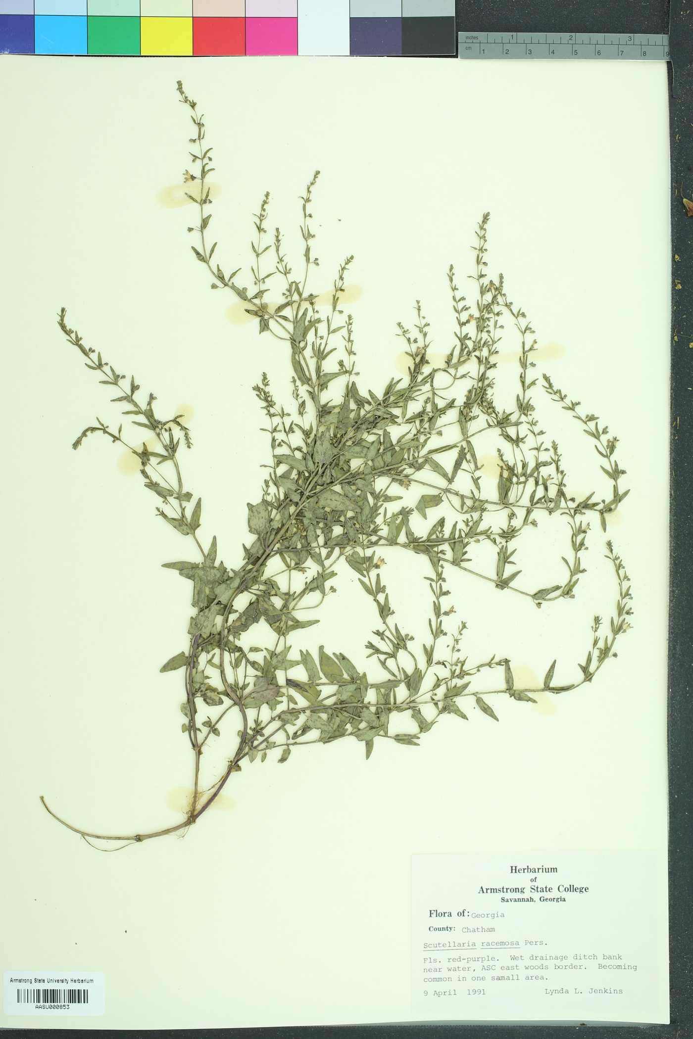 Scutellaria racemosa image
