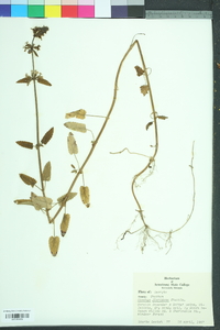 Stachys floridana image