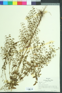 Trichostema dichotomum image