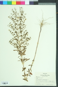 Trichostema dichotomum image