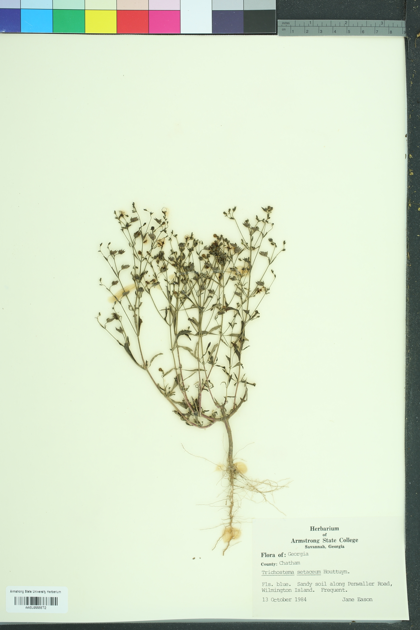 Trichostema setaceum image