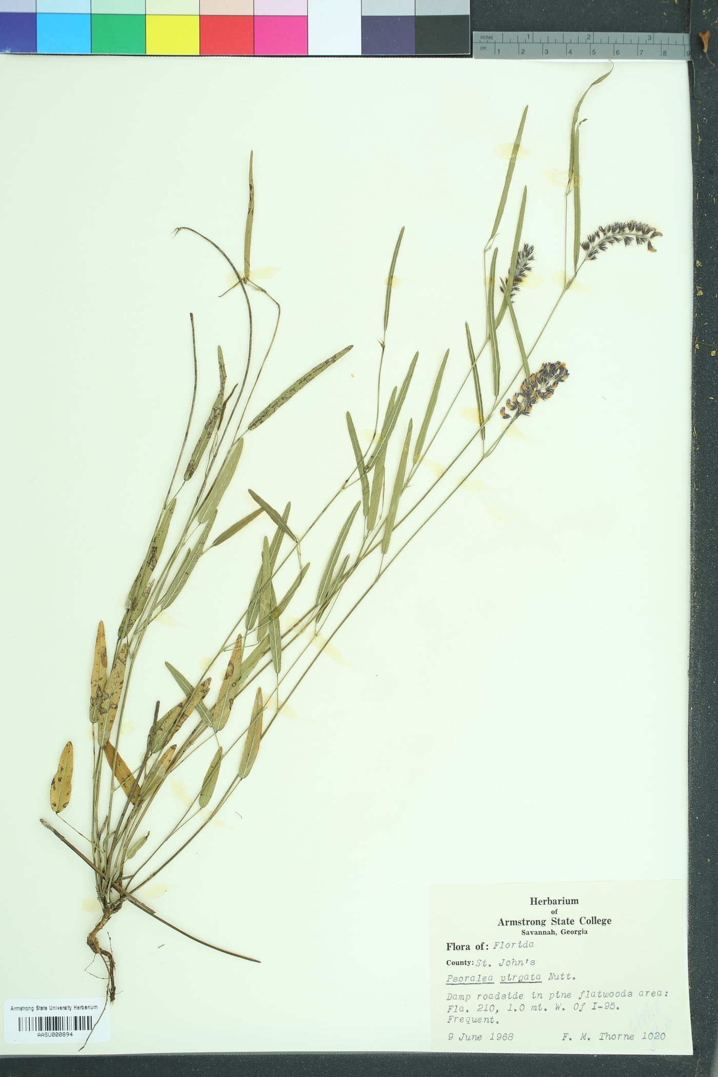 Orbexilum virgatum image