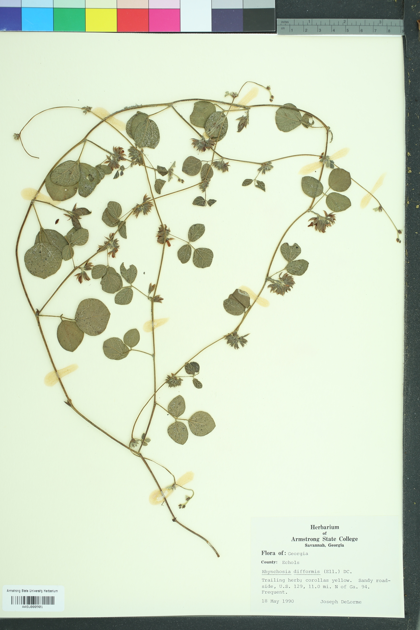Rhynchosia difformis image
