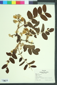 Robinia hispida image