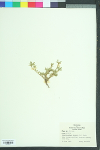 Stylosanthes hamata image