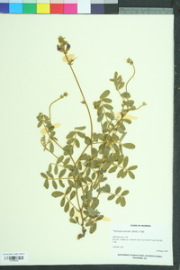 Tephrosia spicata image