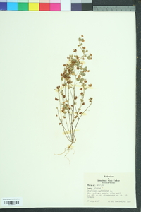 Trifolium aureum image