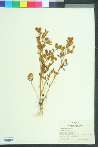 Trifolium arvense image