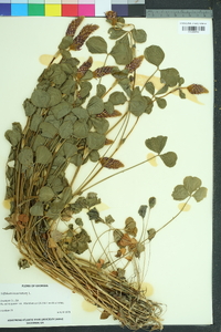 Trifolium incarnatum image