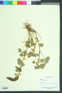 Trifolium incarnatum image