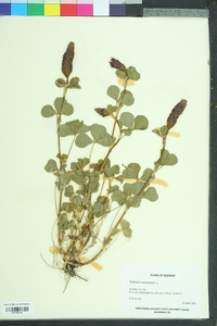 Trifolium incarnatum image