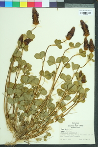 Trifolium incarnatum image