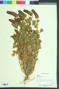 Trifolium incarnatum image