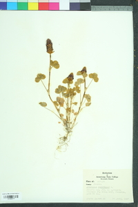 Trifolium incarnatum image