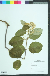 Asclepias variegata image