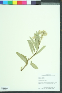 Asclepias viridis image