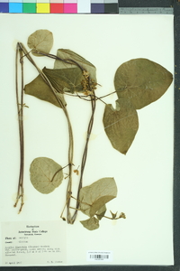 Matelea flavidula image