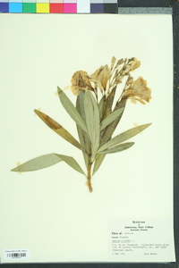 Nerium oleander image