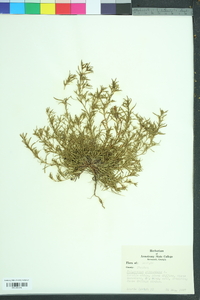 Polypremum procumbens image