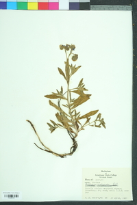 Heliotropium amplexicaule image