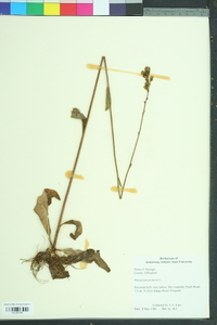 Hieracium gronovii image