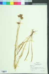 Marshallia graminifolia image