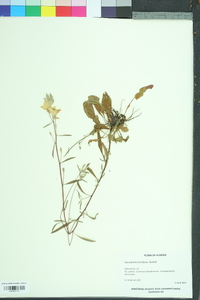 Oenothera humifusa image