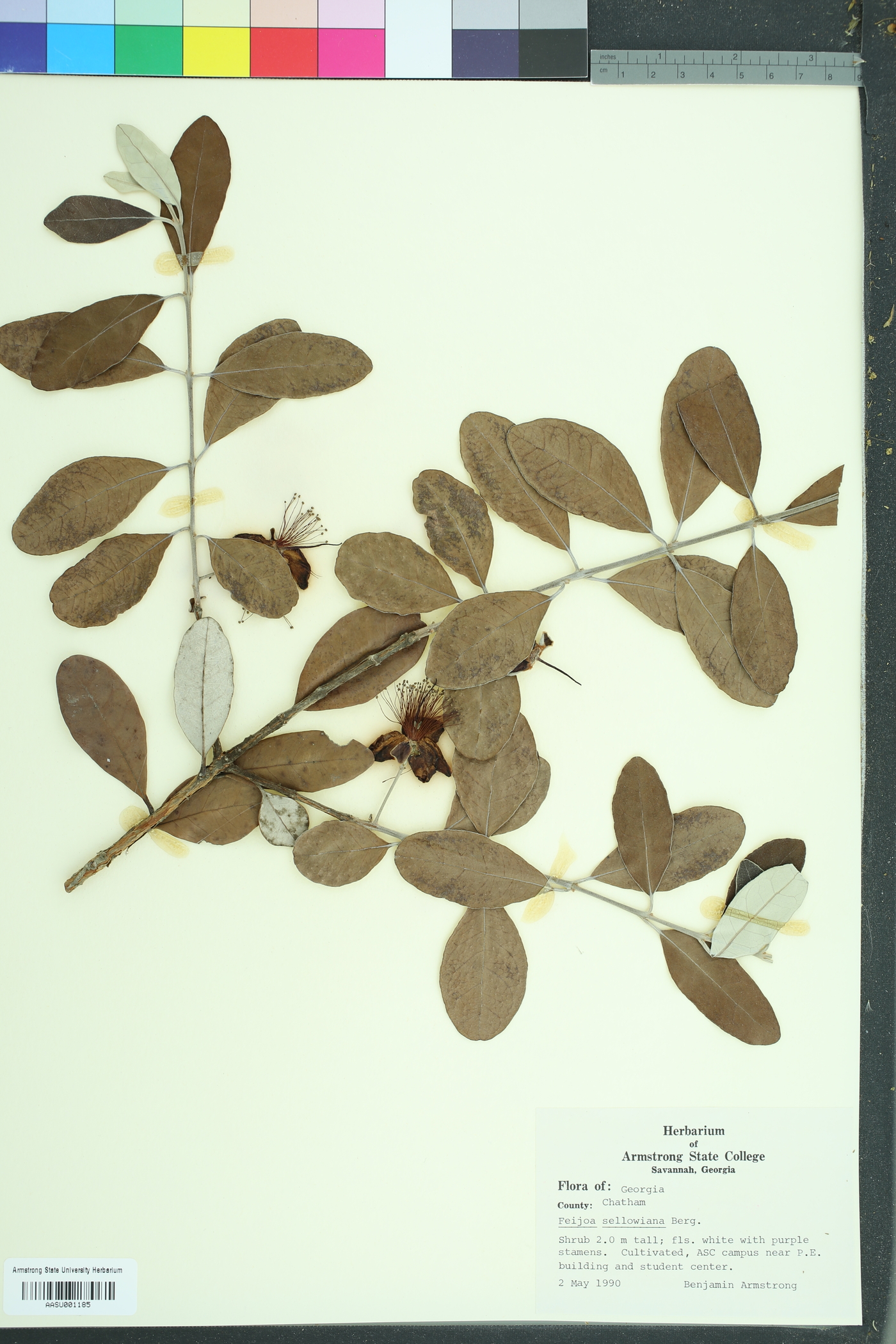 Feijoa sellowiana image