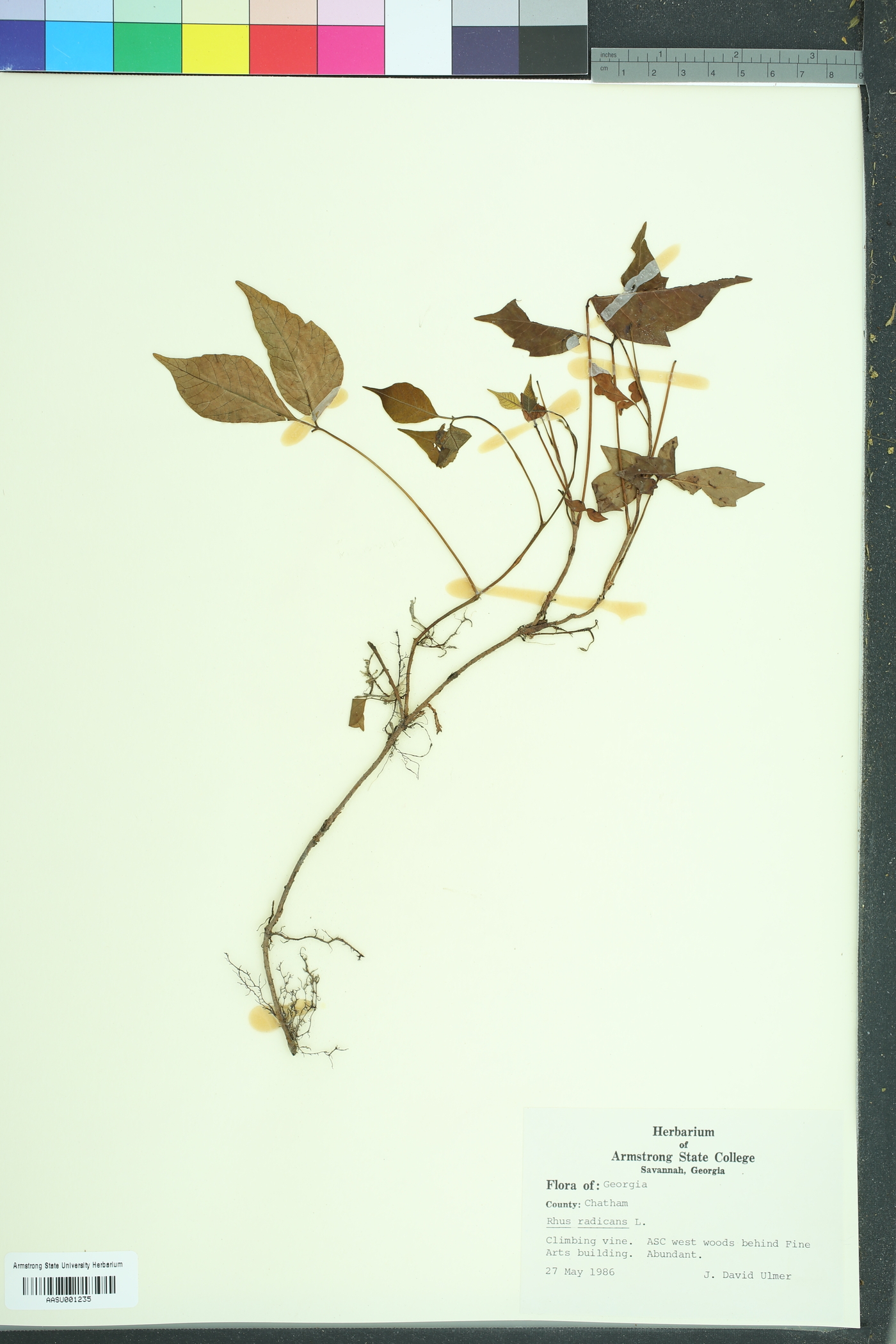 Toxicodendron radicans radicans image