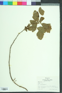 Toxicodendron pubescens image