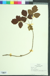 Toxicodendron pubescens image