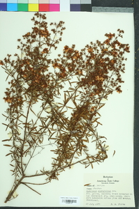 Hypericum cistifolium image