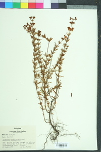 Hypericum cistifolium image