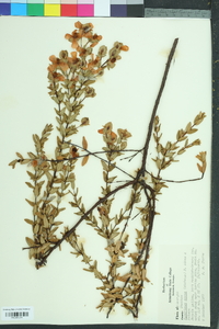 Hypericum crux-andreae image