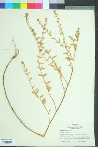 Cuphea carthagenensis image
