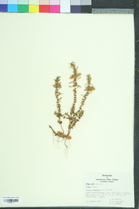 Rotala ramosior image