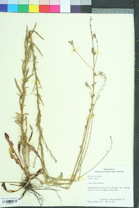 Oenothera filipes image