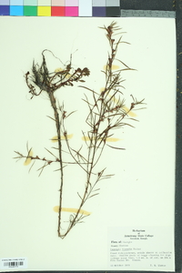 Ludwigia linearis image