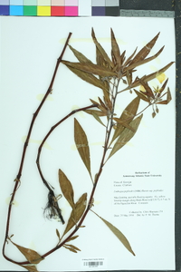 Ludwigia peploides image