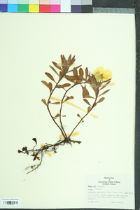 Ludwigia peploides image