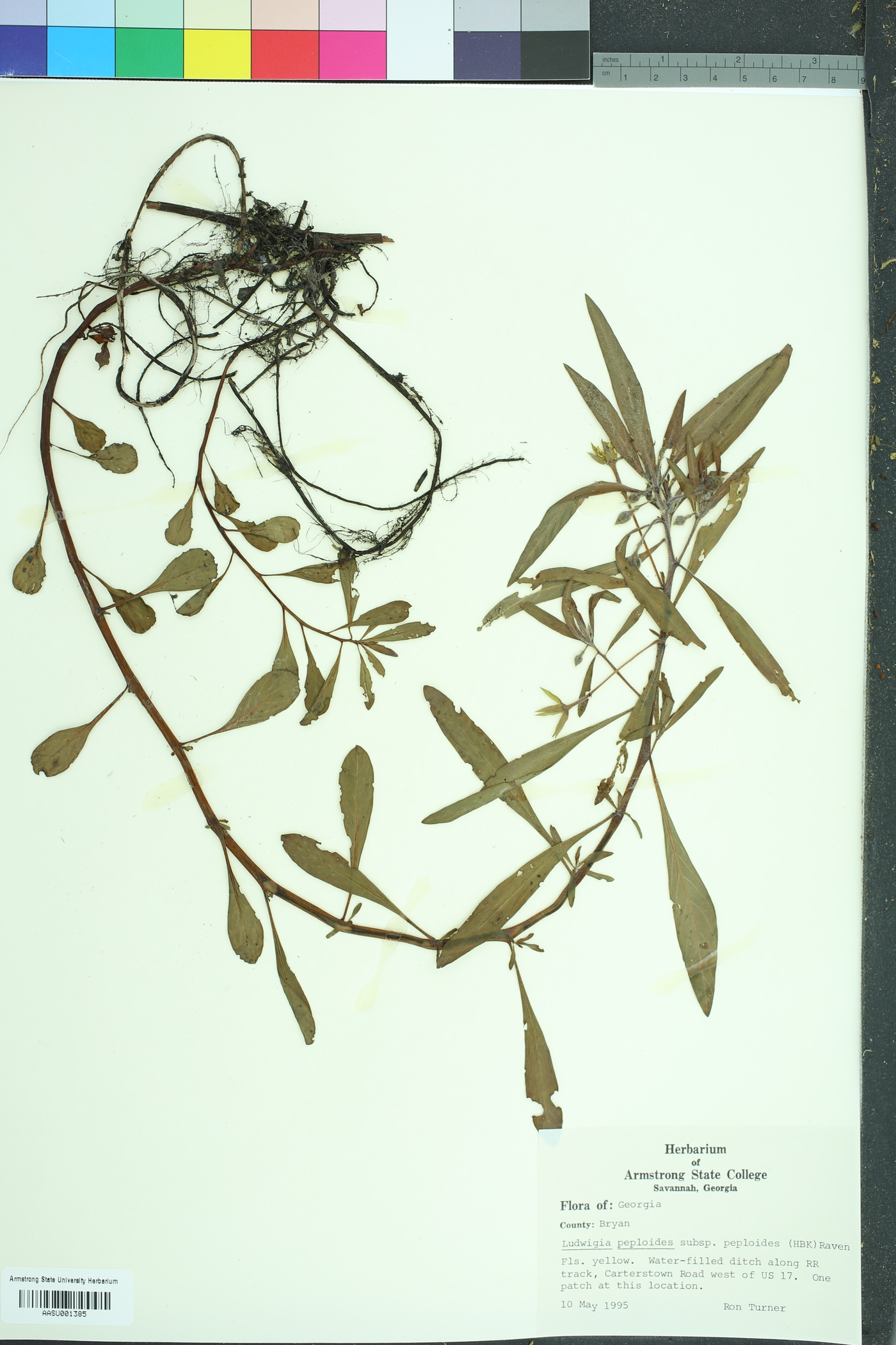 Ludwigia peploides peploides image