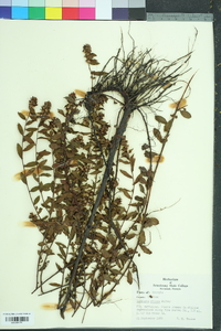 Ludwigia pilosa image