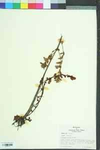 Ludwigia pilosa image