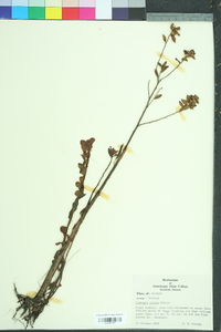 Ludwigia pilosa image